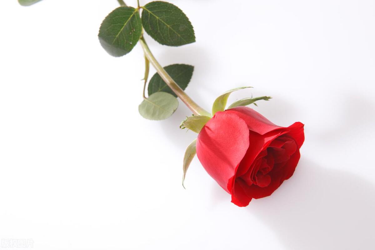 脸上痒痒起红疙瘩用什么药膏,这两天脸上痒