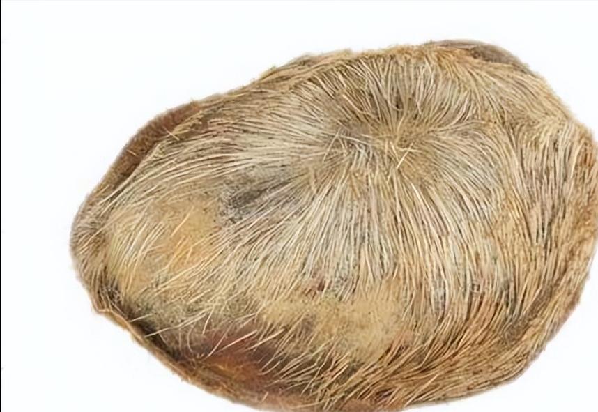 同样一种中药为什么价格相差甚远,很贵的一粒中药