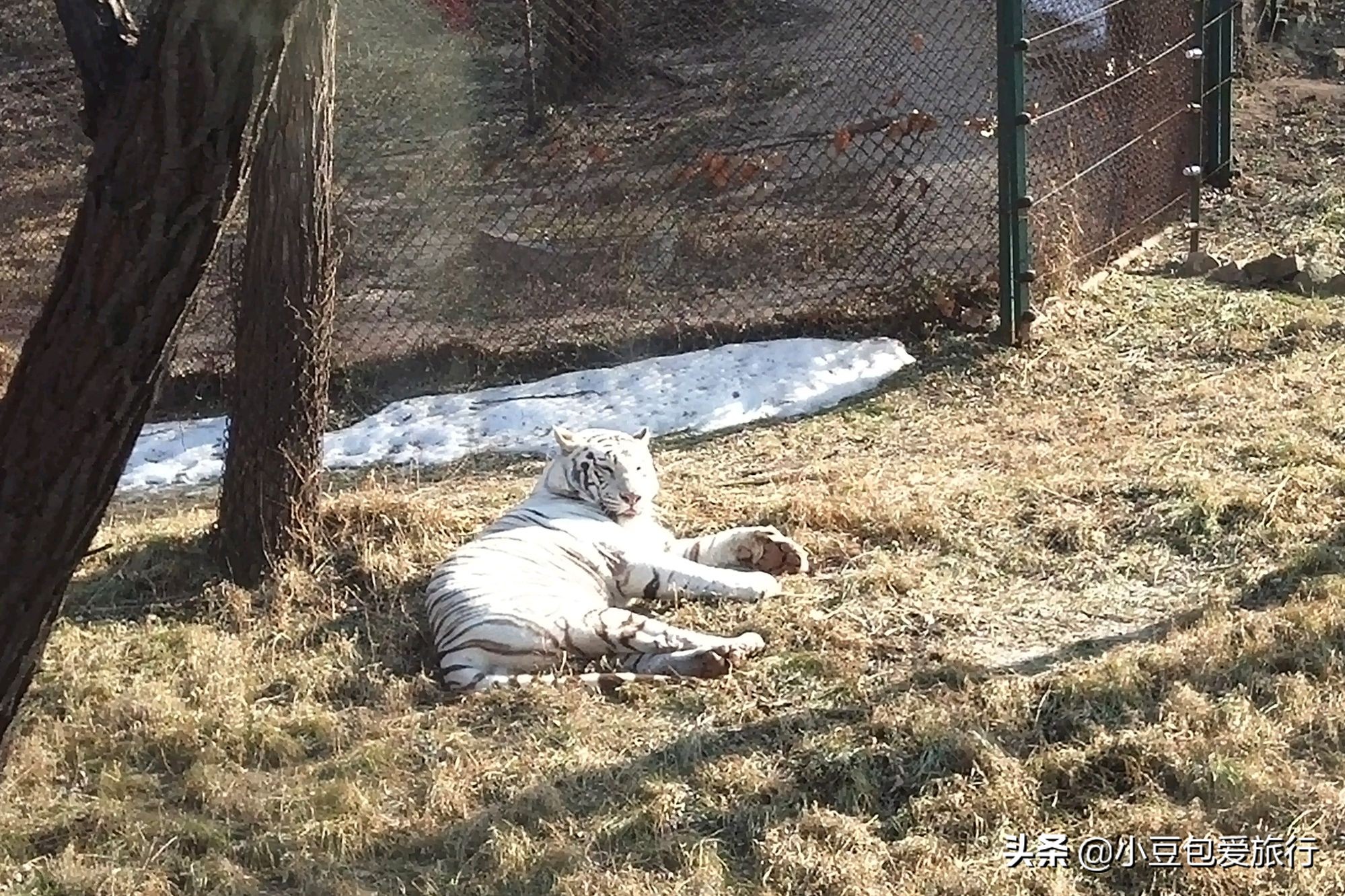 八达岭北京野生动物园推荐,两个人花100块钱能在北京玩多少