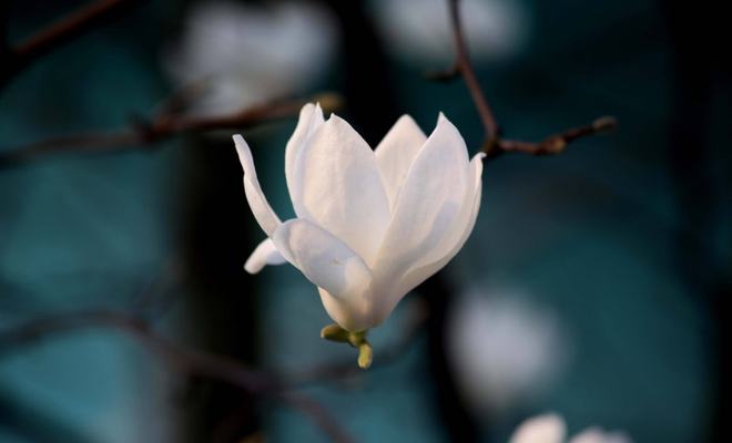 关于玉兰花最经典的诗句,玉兰花的诗句经典