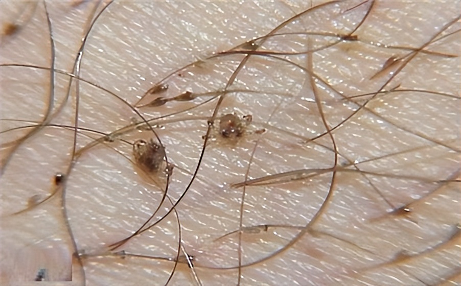 生存了5亿年的物种,生存几亿年没灭绝的生物