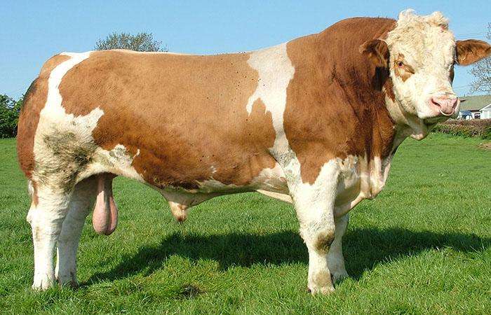 母牛流白黄液体是怎么回事,母牛流白色胶咋回事