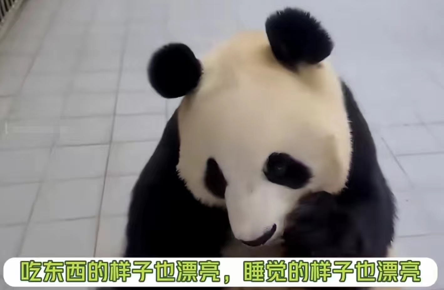 爱宝对姜爷爷有多信任,爱宝对姜爷爷的信任