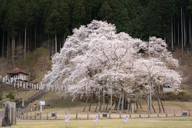 日本全球公认的三大赏樱胜地,春季日本东京赏樱的3大胜地