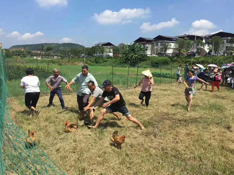 农场办抓鸡游戏3只鸡引百人追，入场费10元，“玩”出来的大财富