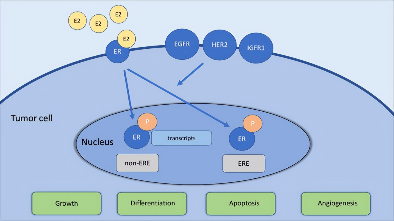 内分泌治疗和放疗能同时用么,内分泌治疗联合用药好还是单药好