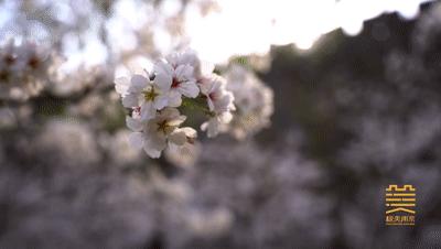 白绿蓝红黄,白绿黄红黑