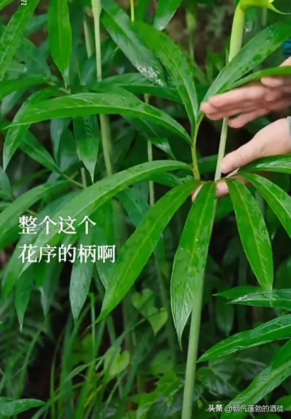 有哪些植物是一种神奇的药材,你知道细心是什么吗