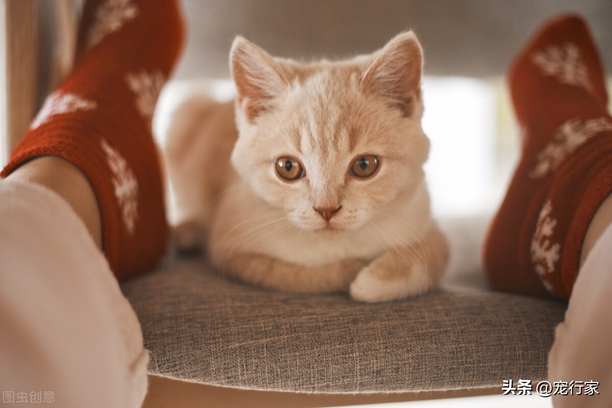 新手养猫养哪种猫更好便宜,怎样养猫不用花钱买猫