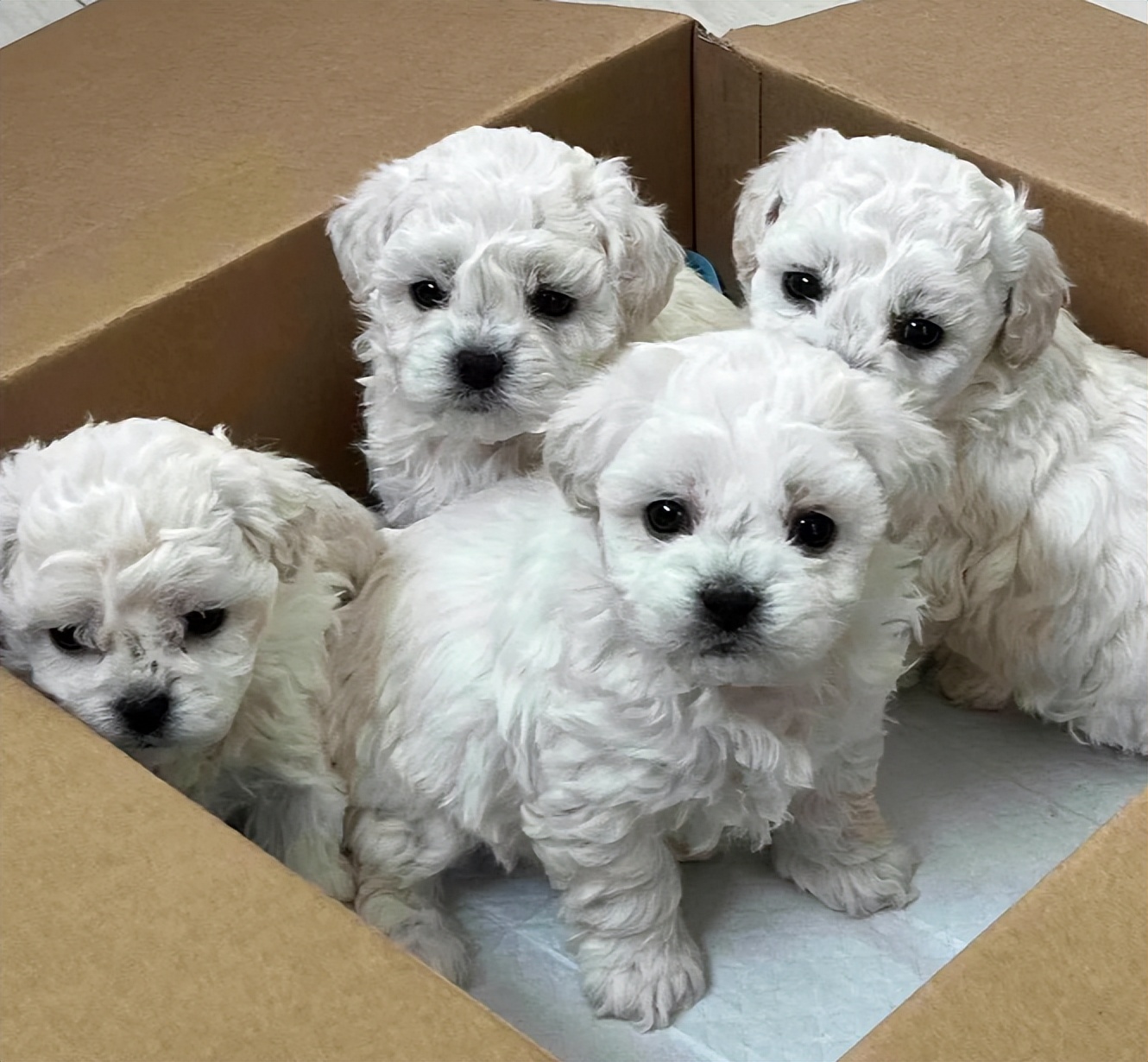 比熊多大的时候可以不关笼子养,怎样养小比熊新手教程