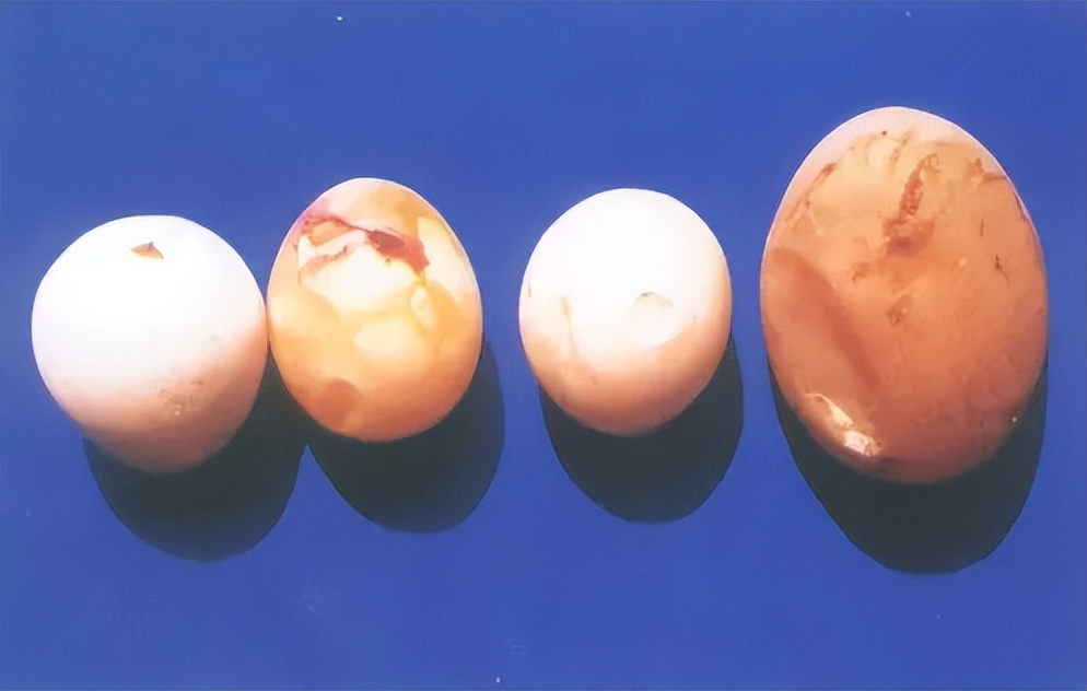 禽输卵管炎用什么药,蛋鸭输卵管炎的特效药