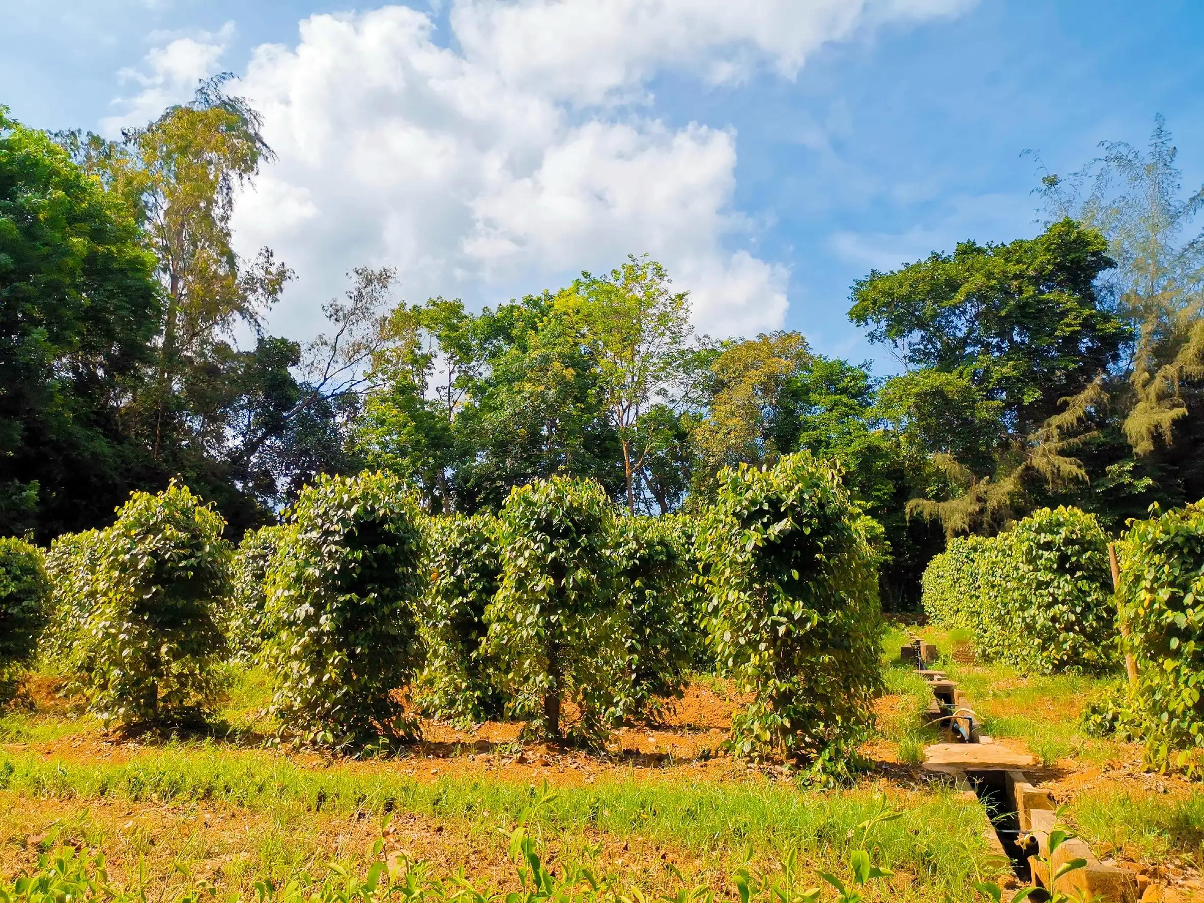 兴隆热带植物园攻略,兴隆热带植物园一日游