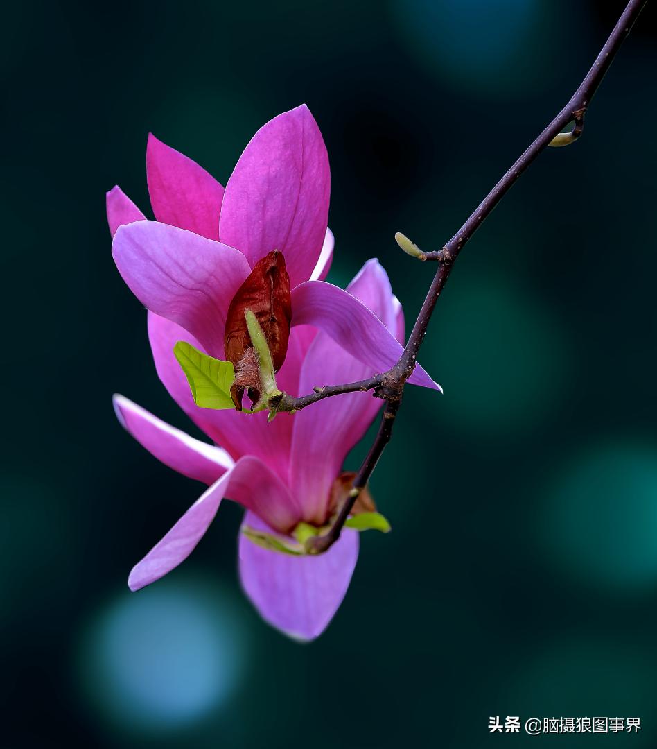 拍照如何确保对焦准确,拍照时对焦很难对上