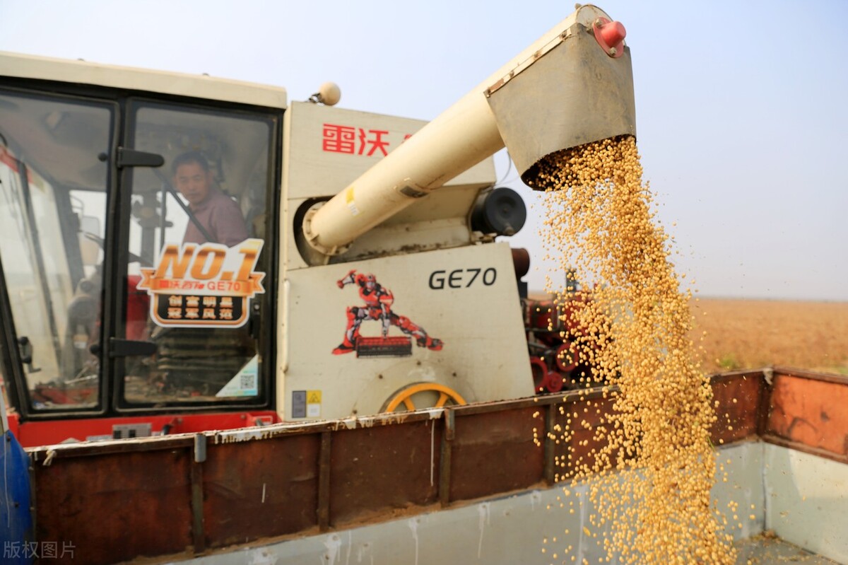 今日大豆价格东北大豆,今年的东北大豆价格是多少
