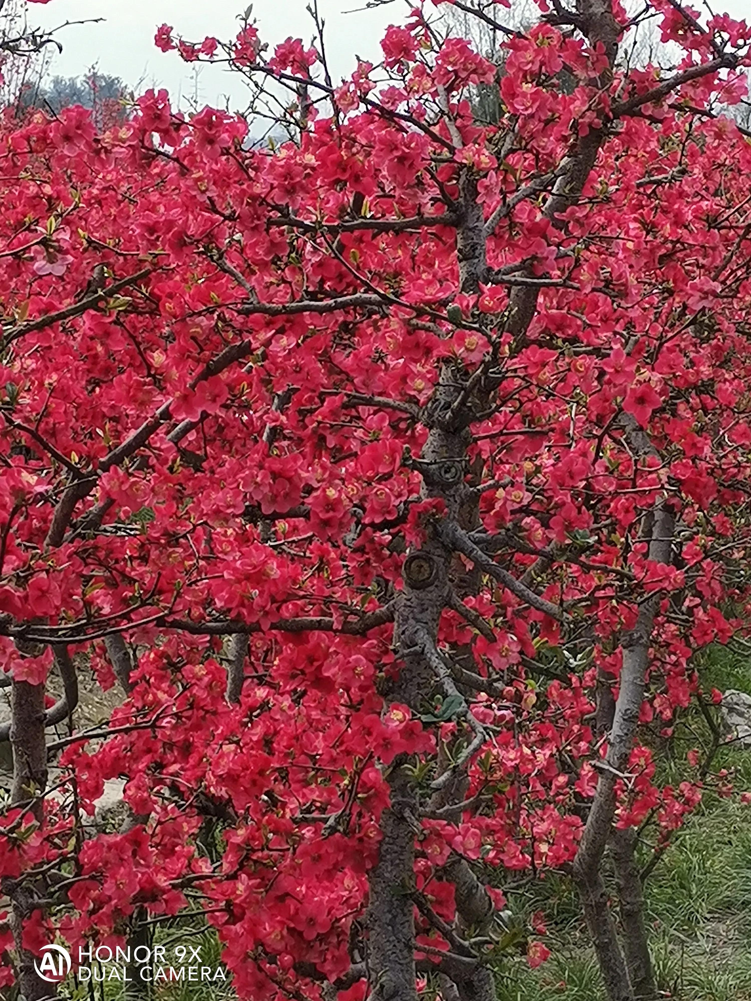 国债逆回购讲清楚,请问国债逆回购是什么意思