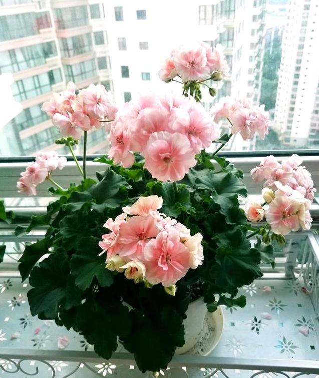 驱蚊虫重瓣大花天竺葵盆栽,天竺葵驱蚊虫吗