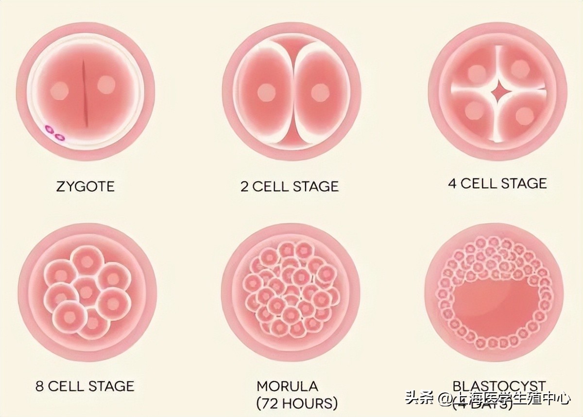 试管移植几次不着床是没希望了吗,试管移植总是不着床都是什么原因