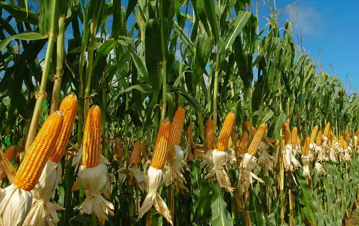 最近中国又抛售美债了吗,中国对美债最新的消息