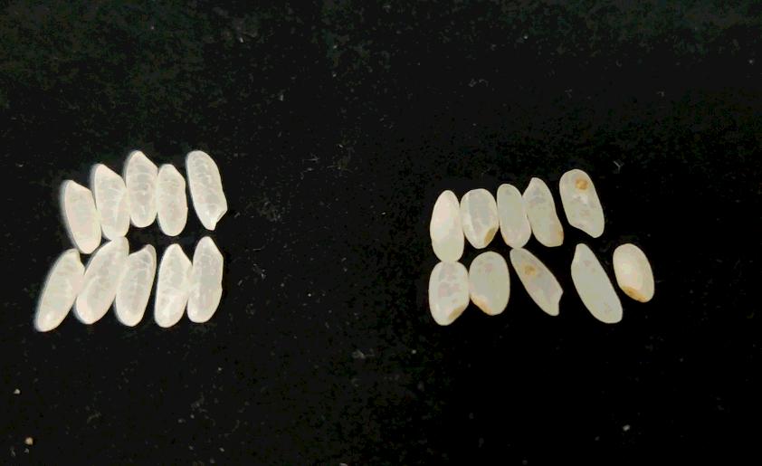 大米中间有白色的是什么情况,大米最忌三个地方是什么