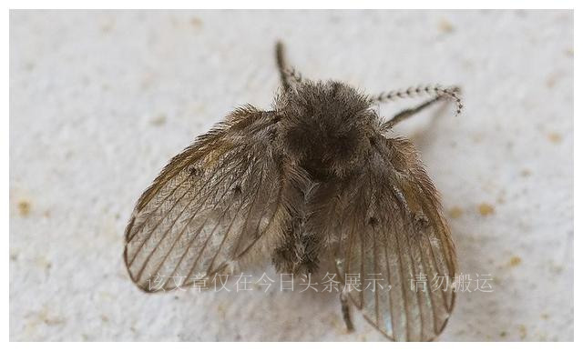 卫生间的小飞虫怎么彻底消灭,卫生间里的小飞虫怎么样消灭