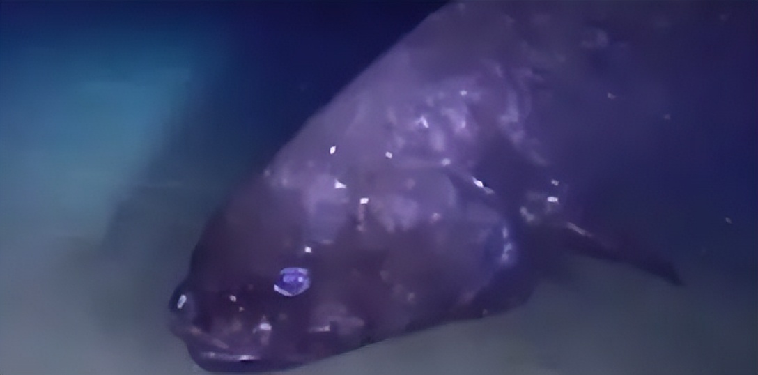 日本拍到了一条巨型深海鱼,现超2.5米长巨型深海鱼