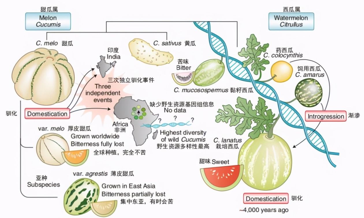 沙漠西瓜为什么不能吃视频,沙漠里遍地是西瓜为何无人敢吃