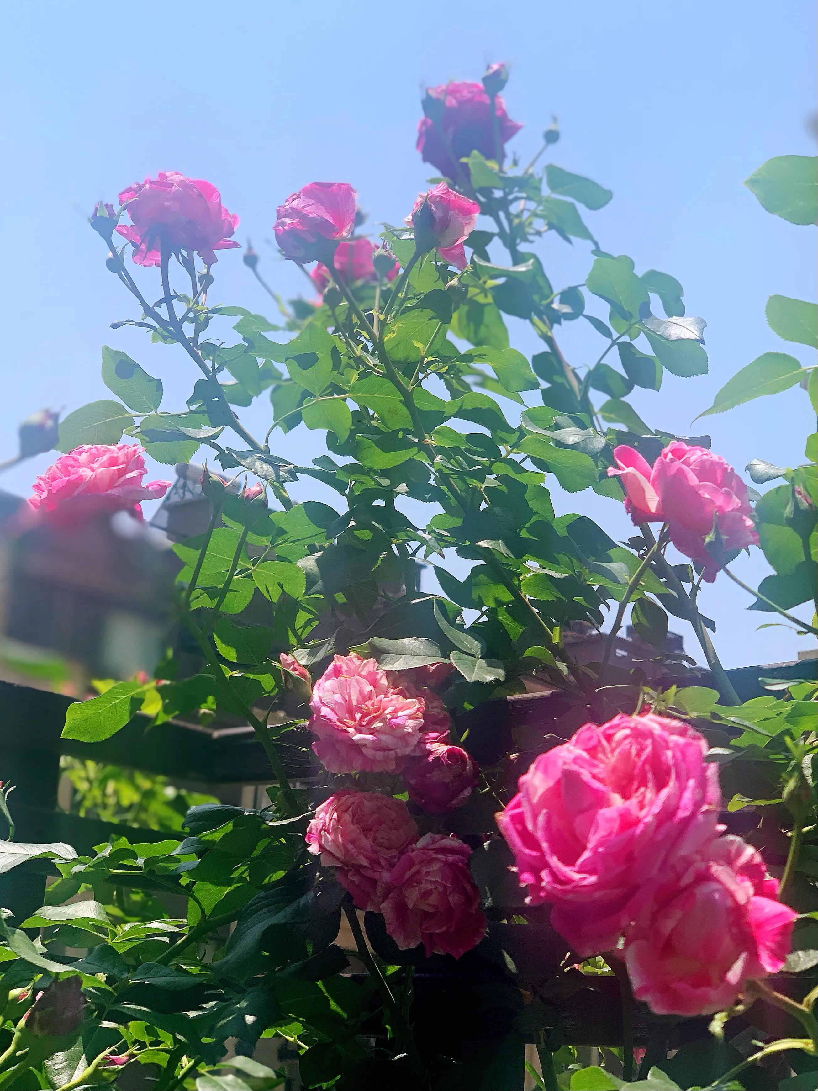 花期长又香的月季花园,花期超长又好养的经典月季