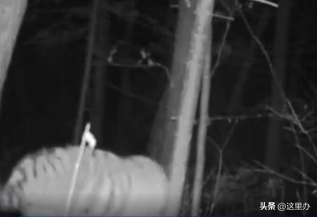 吉林珲春四只东北虎拦路,珲春路遇老虎