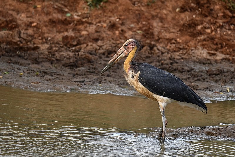 消失40多年的超丑大鸟现身大理，传说能克死皇帝？如今超受欢迎！