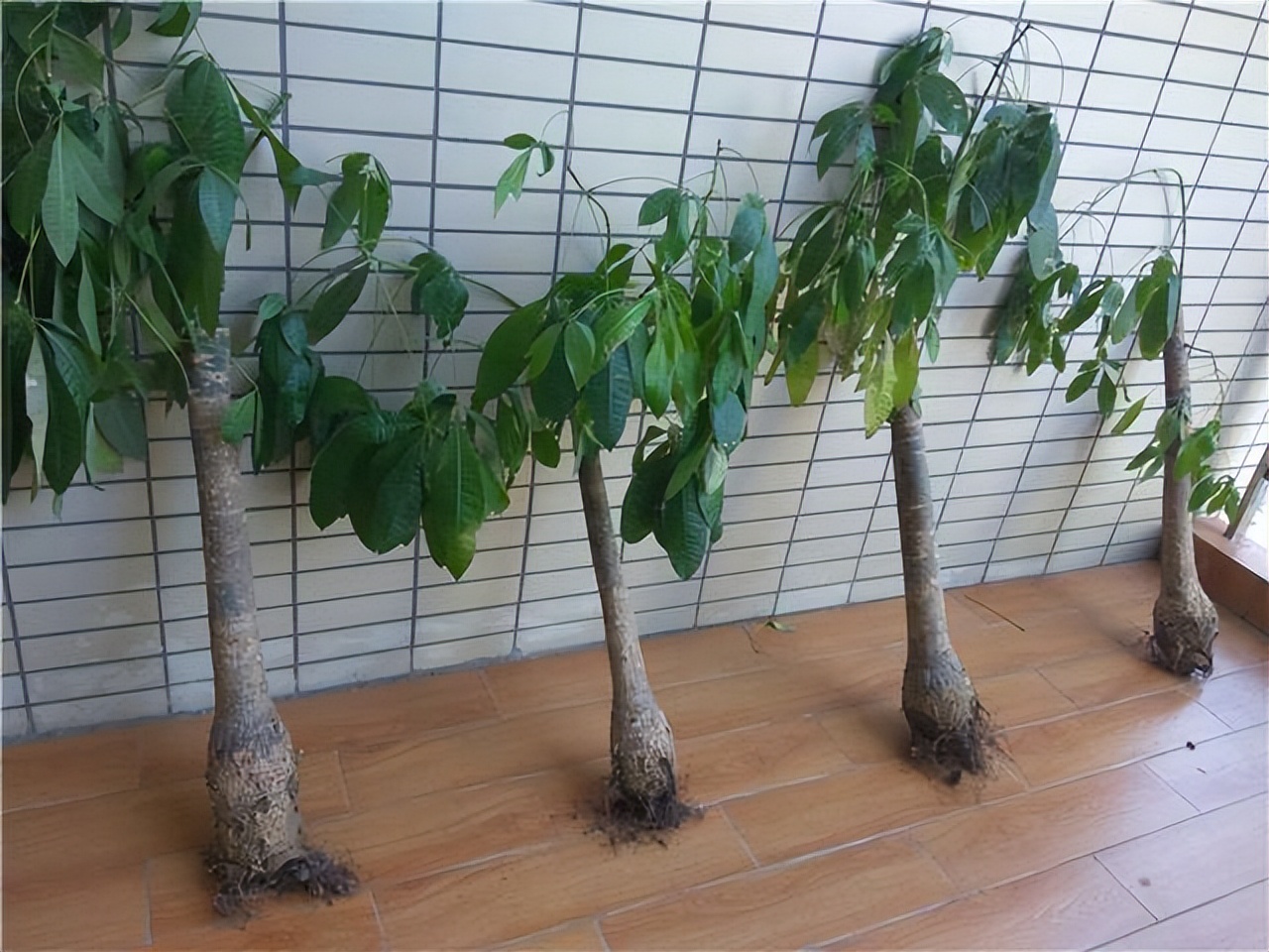 5种富贵花,7种家养富贵花