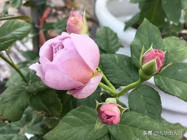 藤本月季品种列表,大红色藤本月季哪个品种好