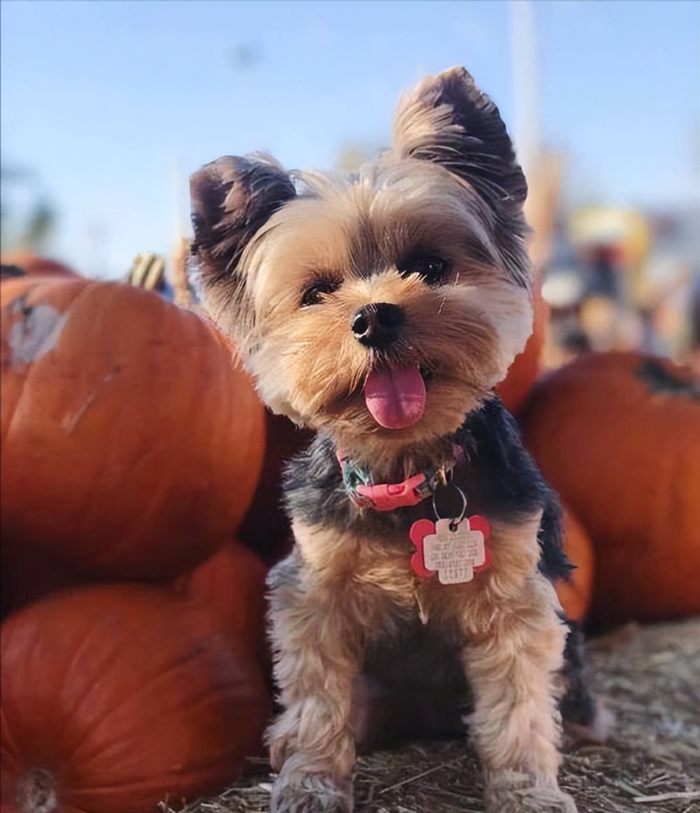 十大最长寿狗狗,长寿的狗狗都有哪些