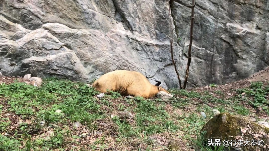 首阳山穿越大坪梁景色怎么样,大坪梁穿越到首阳山攻略