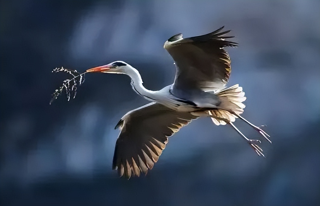 秦皇岛鸽子窝最佳观鸟地点,秦皇岛观鸟时间