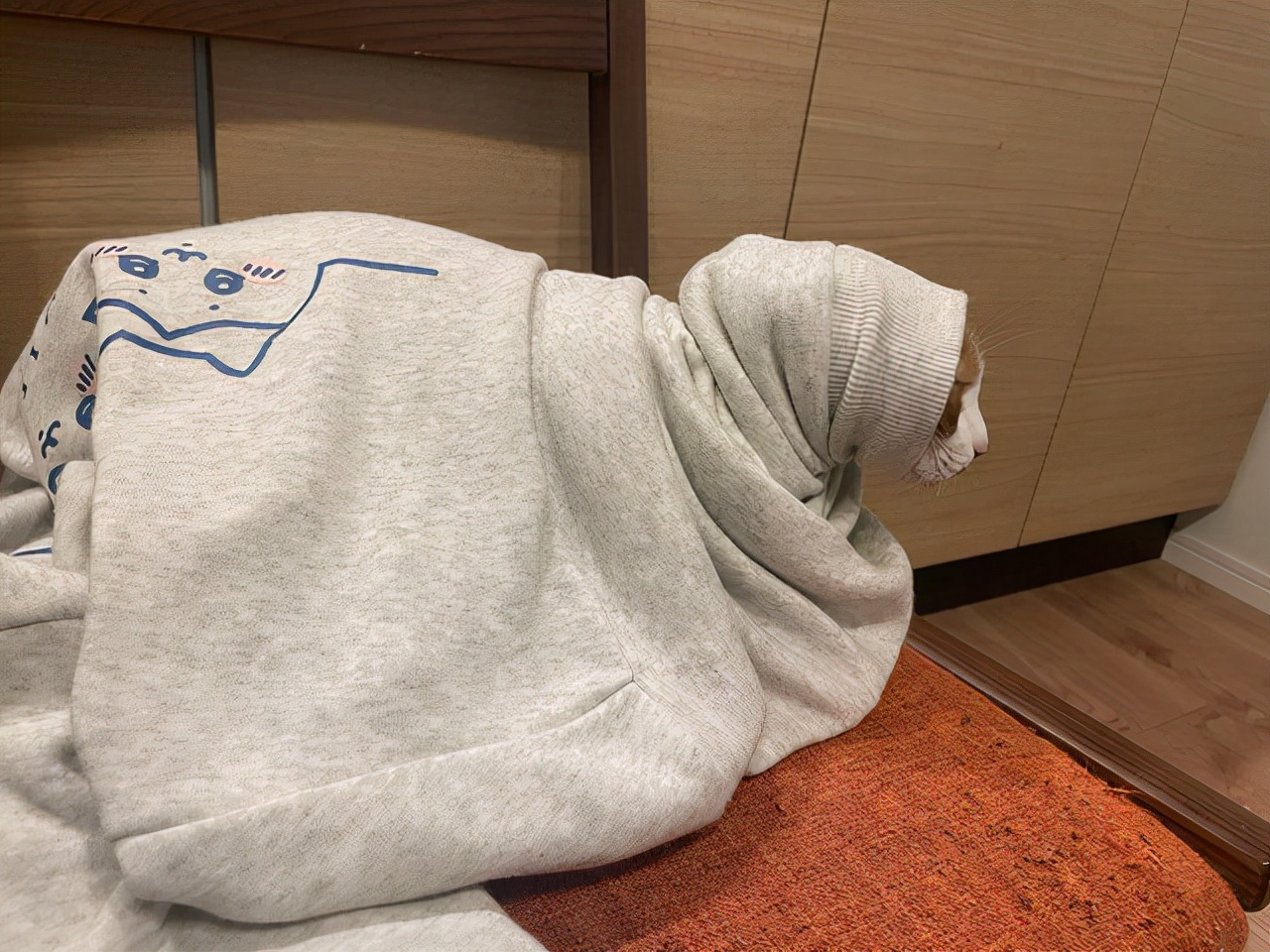 猫是怕冷还是怕热的,最怕冷的猫是什么品种