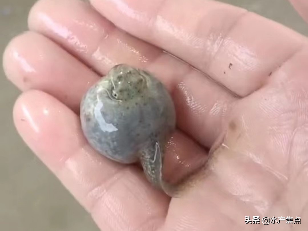 牛蛙腹水是什么原因,牛蛙大肚子的原因