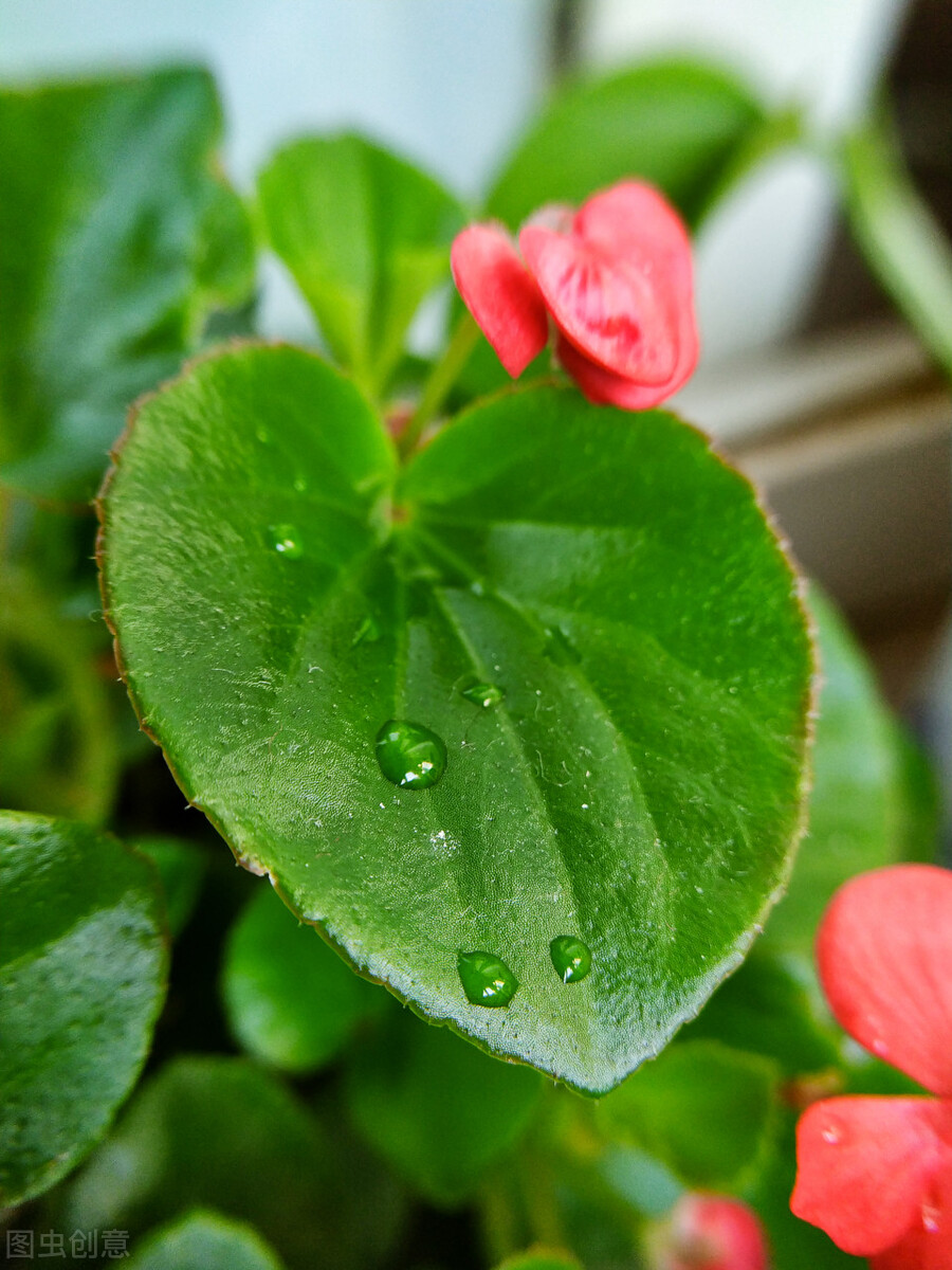室内种植四季海棠,四季海棠夏季怎么养活