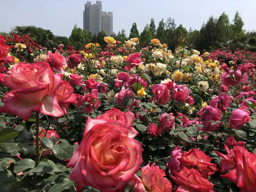 五一假期出游攻略江西,五一出游地点推荐周边免门票