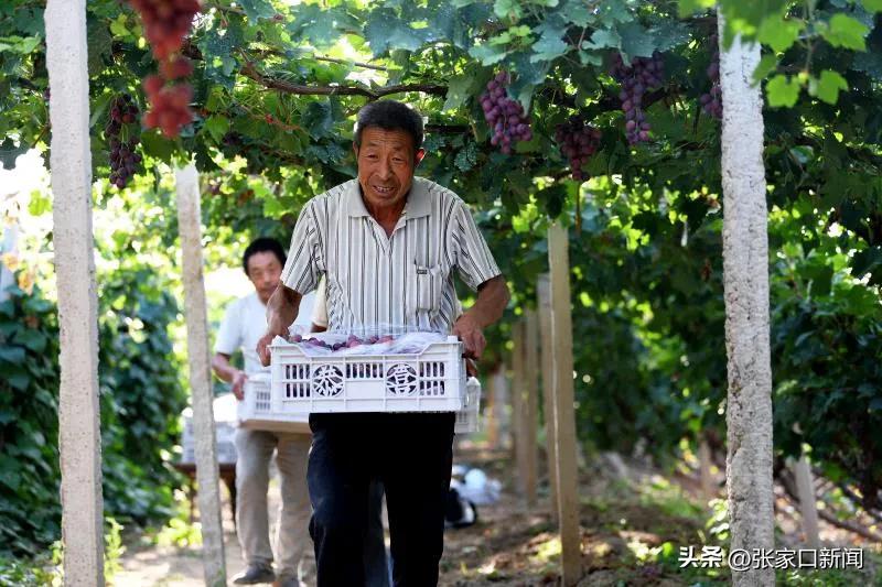 河北涿鹿葡萄种植,河北怀来葡萄种植基地