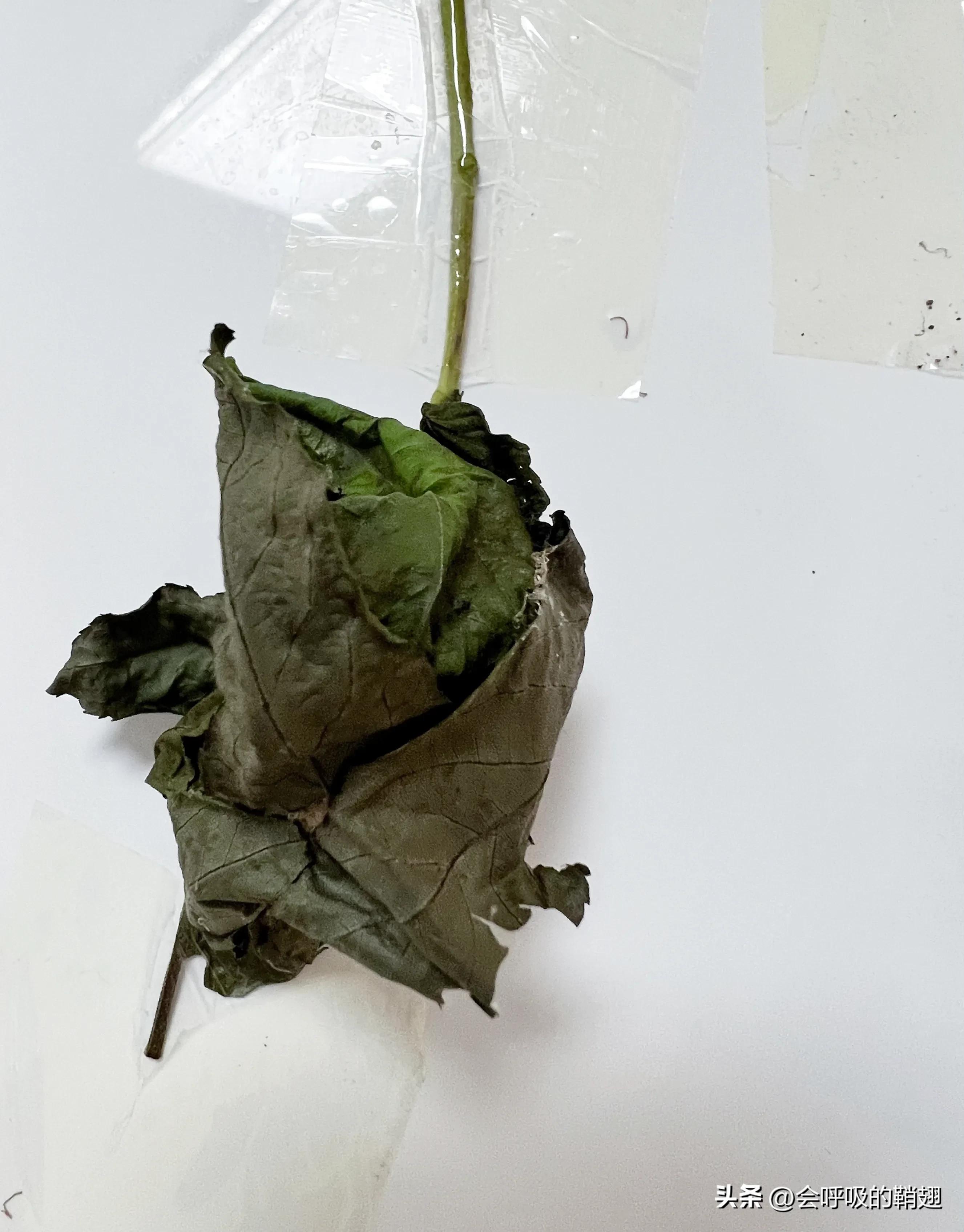 绿尾大蚕蛾吃什么,绿尾大蚕蛾饲养