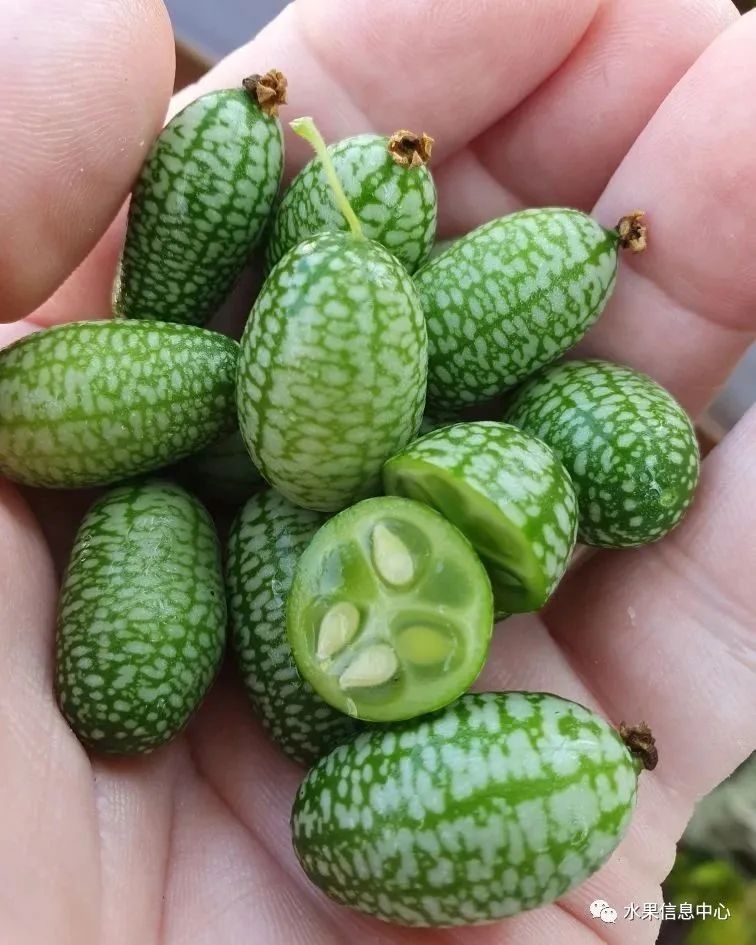 盘点那些迷你的东西,盘点不同样子的水果