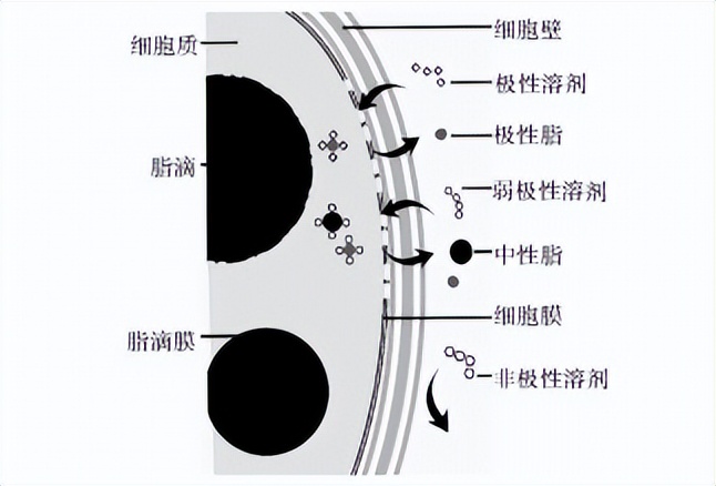 发酵液的提取常用方法,发酵液提取分离的主要方法
