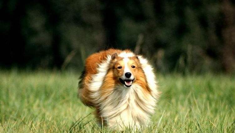 喜乐蒂幼犬多少钱一只,喜乐蒂多少钱一只