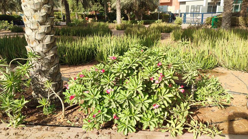 迪拜适合养什么植物,迪拜常见花草