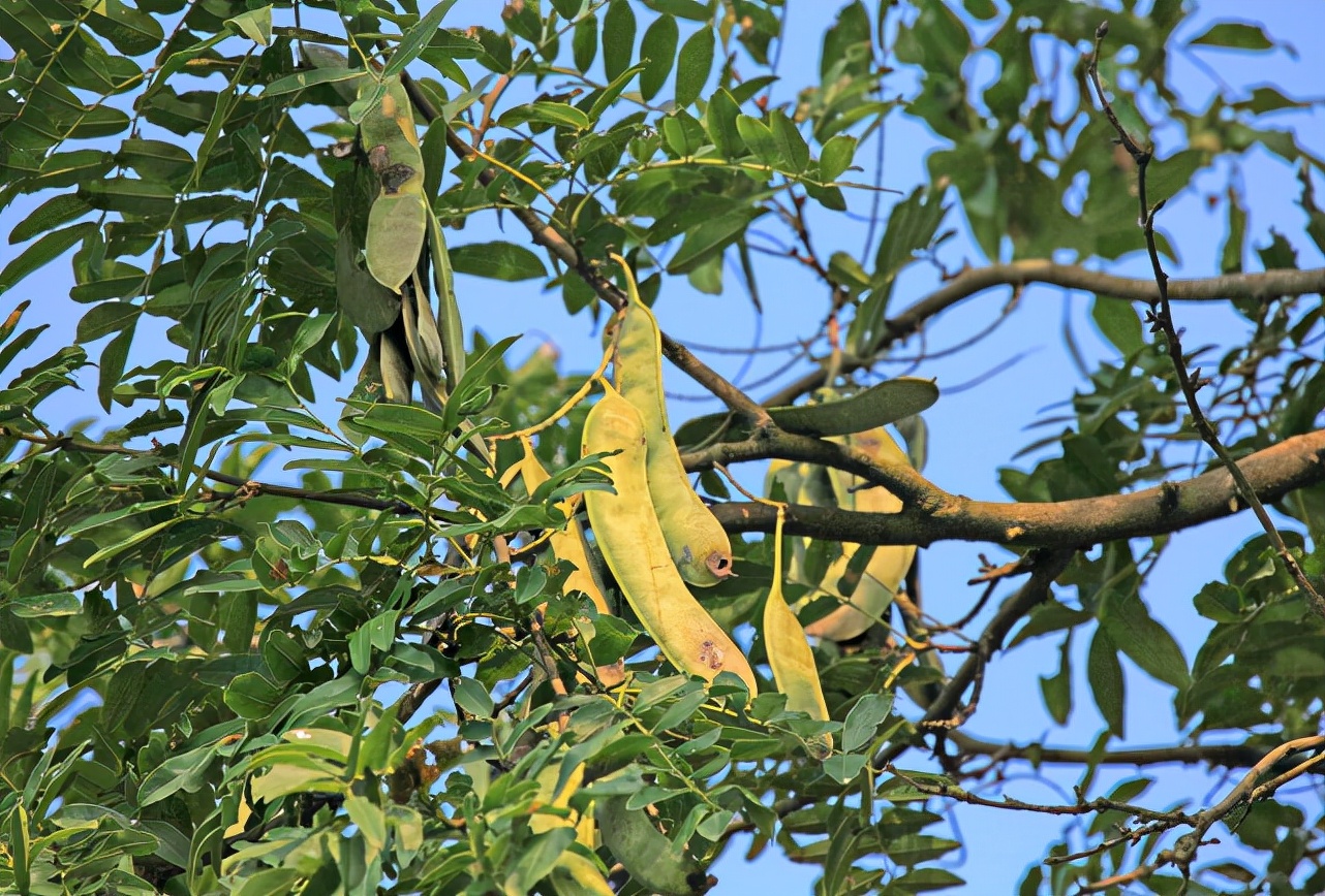 这种植物被当杂草其实却是稀罕货,农村常见却不为人知的植物