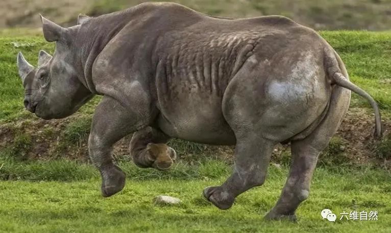 犀牛冲撞车事件,犀牛撞大货车