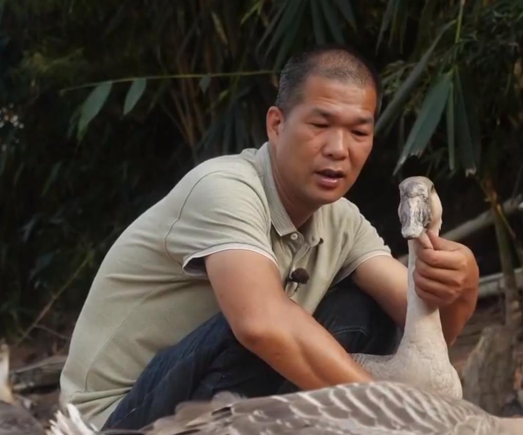 养鹅创业致富门路,90后小伙创业林下养殖大鹅