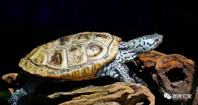 为什么养的龟没有生长纹,为啥养的乌龟会死