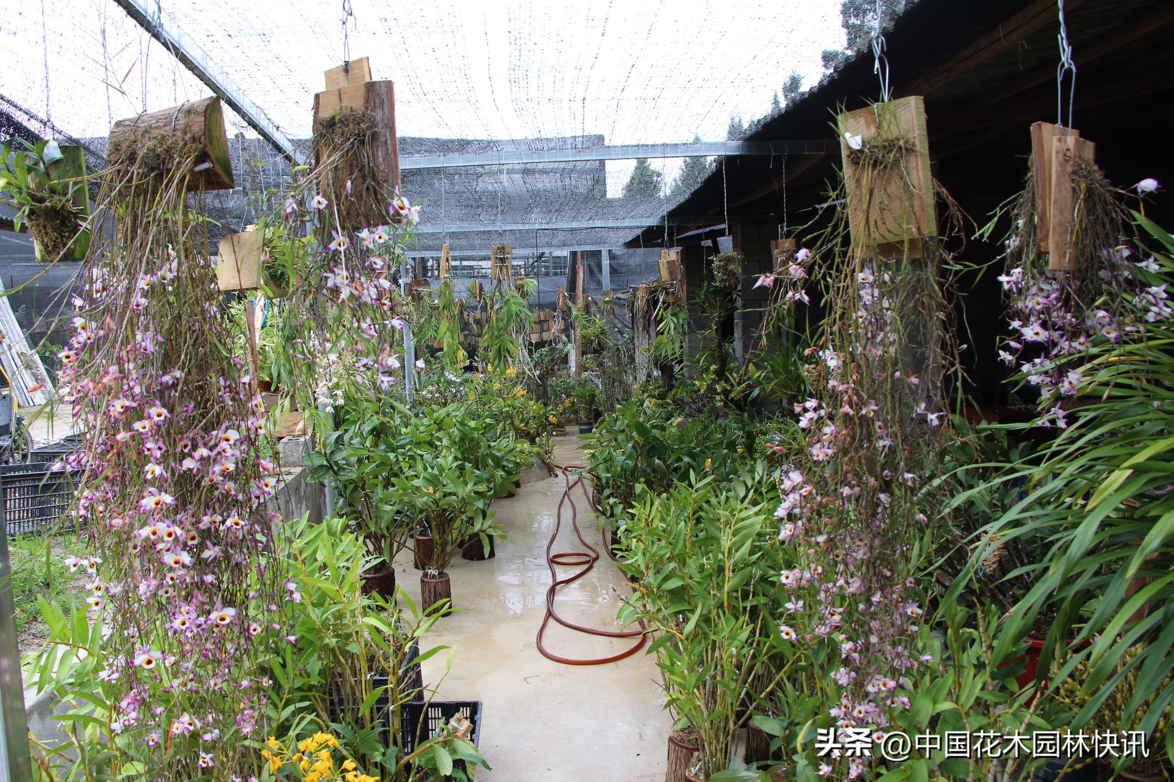 云南90后返乡创业年销千万元荣登当地石斛花卉电商销售冠军宝座