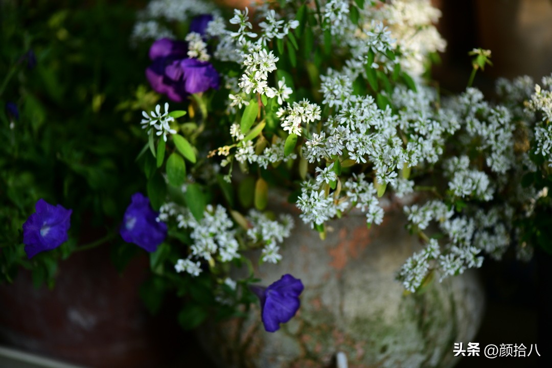 植物冬天屋里冻伤了怎么办,植物冻死了怎么救活